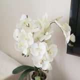Aveuri Artificial Silk White Orchid Flowers High Quality Butterfly Moth Phalaenopsis Fake Flower for Wedding Home Festival Decoration